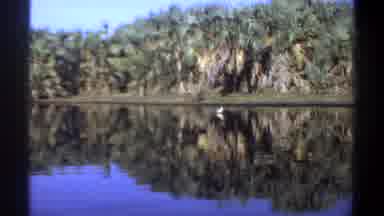 KHARTOUM SUDAN-1969: Beautiful Reflection of Palm Trees on Crystal Blue Water
