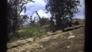 Khartoum Sudan (1969): Mountain Lions Spotted In The Shadows Of Tree Along