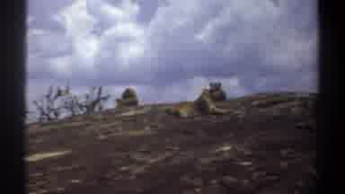 Khartoum Sudan (1969): A Lion Lazily Lays On A Rock While Others Watch From A Hill