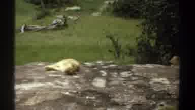 Khartoum Sudan (1969): Zoo Animals Resting Lions Den With Several Lions