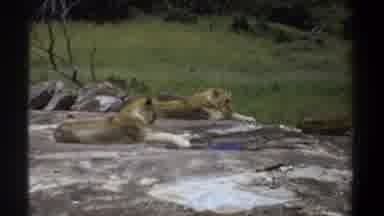 Khartoum Sudan (1969): Three Lions Lounging Around On A Large Rock In A Grassy