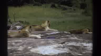 Khartoum Sudan (1969): A Group Of Lionesses Enjoying A Lazy Day In The Jungle