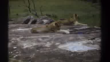 Khartoum Sudan (1969): Pair Of Lionesses Basking In Sunlight On A Sunny Day