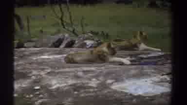 Khartoum Sudan (1969): Jungle Kings Play