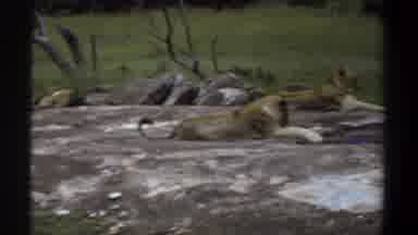 Khartoum Sudan-1969: Female Lions Lounge On A Large Rock Surrounded By Grass And