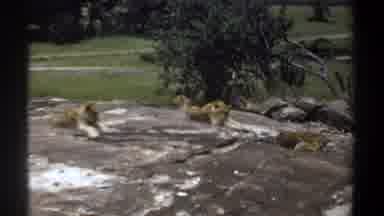 Khartoum Sudan (1969): Couple Of Lions Resting On Top Of A Rock Basking In The Sun