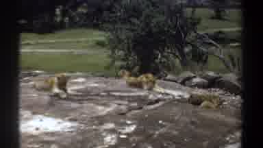 Khartoum Sudan-1969: Lions Resting On Rock In Vintage 8mm Footage