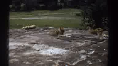 Khartoum Sudan (1969): Natural Rock Habitat Or Lioness Cubs Lazy Lying In Sun