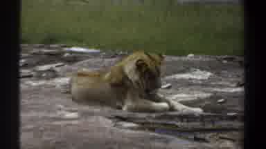 Khartoum Sudan (1969): Single Lioness Falling Asleep In Empty Field On Clear Day