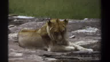 Khartoum Sudan (1969): Lion Sunbathing At The Zoo