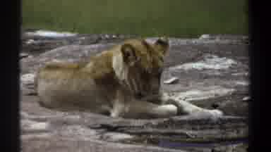 Khartoum Sudan (1969): Large Predator Resting And Sunbathing On A Very Tranquil