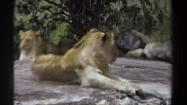 Khartoum Sudan (1969): Two Lions Perched On Top Of A Large Rock Sunbathing Looking