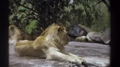 Khartoum Sudan (1969): Pride Of Lions Resting In Grass On A Sunny Day