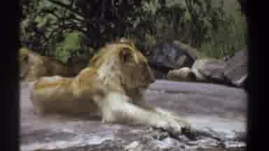 Khartoum Sudan (1969): Three Lion Siblings In The Safari At Africa In Hot Summer
