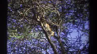 Uganda (1969): Spotted Cheetah Tiger Cat Climbing On Branch In A Tree