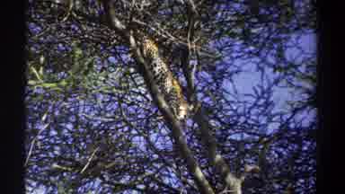 Uganda (1969): A Leopard In A Tree Walking Across The Top Of The Branches