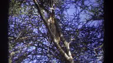 Uganda (1969): Leopard Climbing In A Tree And Growling At The People Below