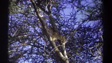 Uganda (1969): Wild Cheetah On The Hunt Stalking It Prey From Above