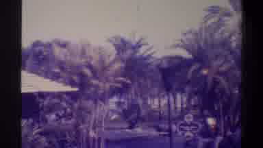 Gainsville Florida USA (1974): Bird Flying Near Food Court