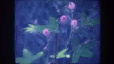 Volmer Yucaipa California USA (1959): Beautiful Purple Color Flower In Small Plant