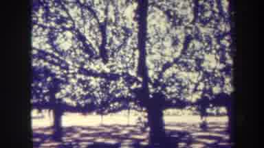 Honolulu Hawaii USA (1967): Tree Outdoors Sunshine Cherry Blossom Spring Pan Happy