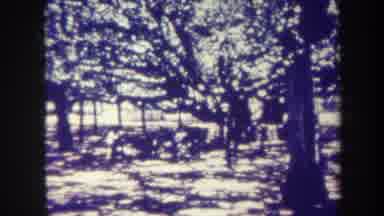 Honolulu Hawaii USA (1967): View Of Dapple Sunlit Trees On A Bright Sunny Day
