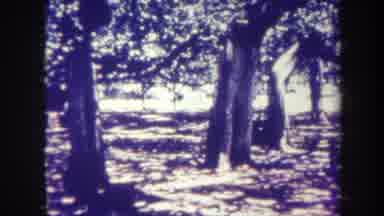 Honolulu Hawaii USA (1967): The Shades Of Trees On A Sunny Day Making Amazing