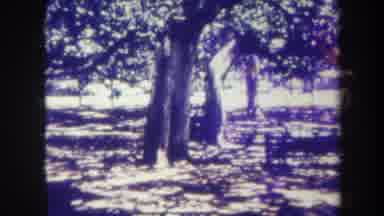Honolulu Hawaii USA (1967): River House And Trees Nature All Around