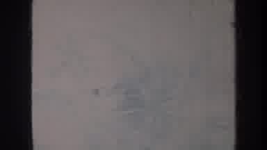 Honolulu Hawaii USA (1967): Old Time Video With No Sound Plants Ferns Palm Trees