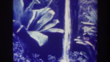 Honolulu Hawaii USA (1967): View Of White Beach Waterfall And Large Plant On