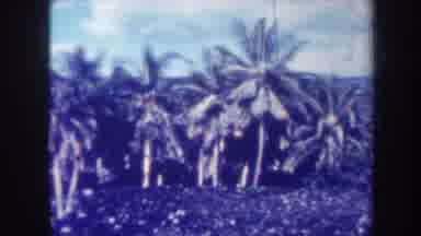 Honolulu Hawaii USA (1967): We Are Now In The Jungle Looking At The Palm Tree And