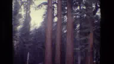 San Francisco California (1984): View Of Towering Redwood Tree Forest On A Clear