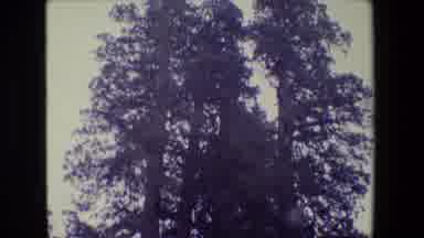 San Francisco California (1984): Great Trees Trail Sign View Of Great Trees Woman