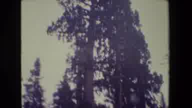 San Francisco California (1984): Old Growth 300 Ft Cedar Pine Tree