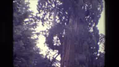 San Francisco California (1984): Jungle Big Trees