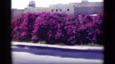 Cairo Egypt (1946): Spring Time In San Francisco Enjoy The Lovely Scenery And Get