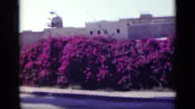 Cairo Egypt (1946): Beautiful Purple Flowers And Sail Boats On The Banks Of A