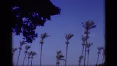Cairo Egypt (1946): Clear Sky And Palm Trees