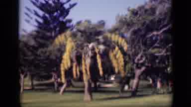 Cairo Egypt (1946): Various Trees Outside With Flowers And A Clear Blue Sky Then A