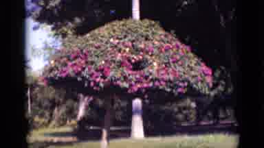 Cairo Egypt (1946): A Tree In Bloom