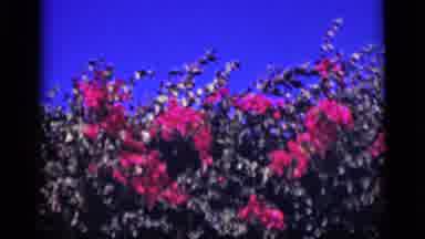 Cairo Egypt (1946): Pink And White Flowered Plants Wave In The Wind On A Sunny Day