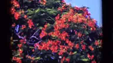 Cairo Egypt (1946): Tree Flowers Beauty Landscape Special Joy Happiness