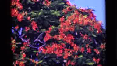 Cairo Egypt (1946): The Buds Were Blossomed During The Season And Looking