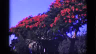 Cairo Egypt (1946): Some Trees Full Of Flowers Moved By The Nice Wind