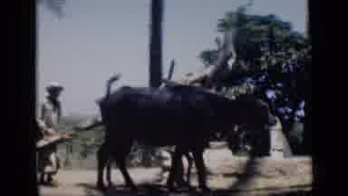 Cairo Egypt (1946): A Man Using A Bovine Animal To Turn A Device While Using A