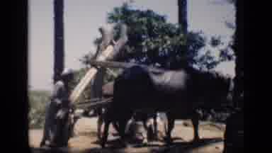 Cairo Egypt (1946): A Person Who Presents As Male Uses A Camel And Bull To Perform