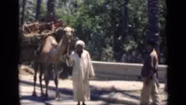 Cairo Egypt (1946): Man Walking With Laden Camel On A Bright Sunny Day
