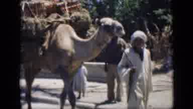 Cairo Egypt (1946): Camel In A Desert Town With A Person Pulling With A Rope