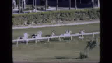 Cairo Egypt (1946): Professional Horses Racing Grass Track Back Stretch
