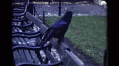 London England (1946): A Little Black Bird Hanging In The Park Seeking Food